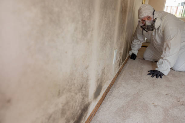 Best Black Mold Removal  in Mendon, UT
